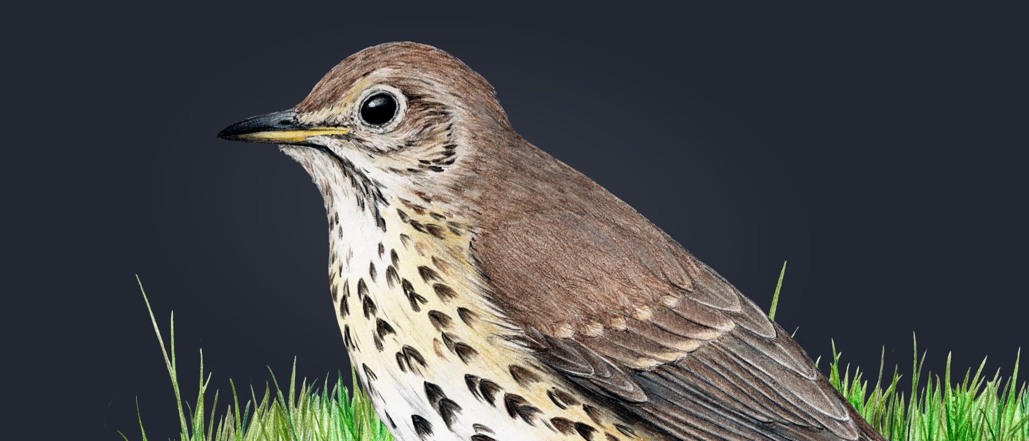 Eine detaillierte Illustration einer Singdrossel mit braunem Gefieder und charakteristischen dunklen Flecken auf der Brust. Der Vogel steht im grünen Gras vor einem dunklen Hintergrund. Eine detaillierte Illustration einer Singdrossel mit braunem Gefieder und charakteristischen dunklen Flecken auf der Brust. Der Vogel steht im grünen Gras vor einem dunklen Hintergrund.