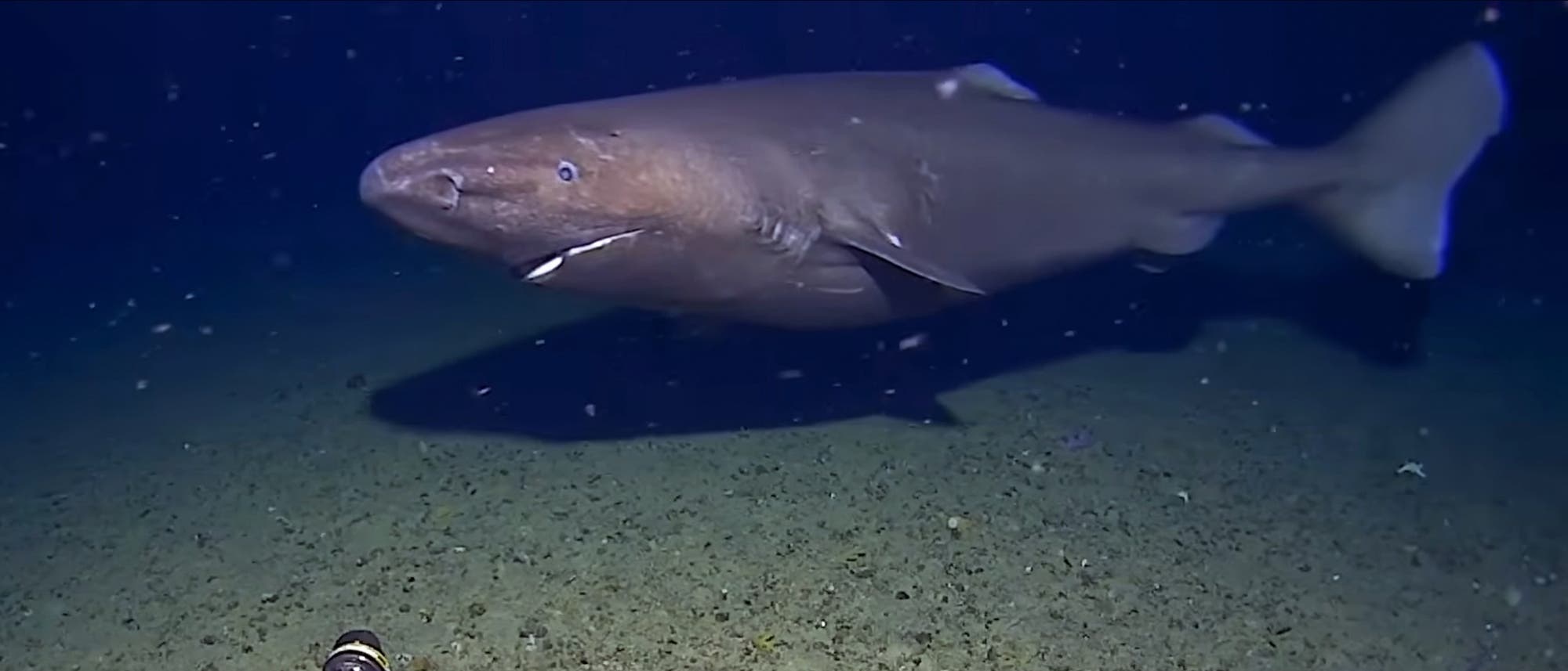 Ein gro&szlig;er Hai schwimmt in der Tiefsee &uuml;ber einem sandigen Meeresboden. Im Vordergrund ist ein Teil einer Kamera zu sehen, die den Hai filmt. Die Umgebung ist dunkelblau, mit schwebenden Partikeln im Wasser.