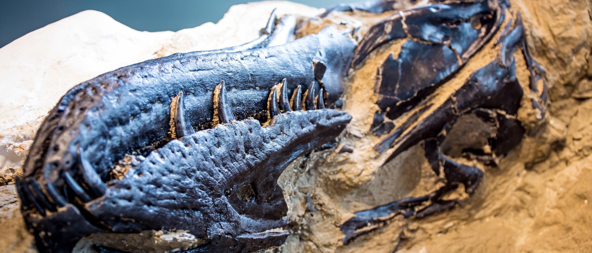 Fossil eines Dinosaurierschädels, teilweise in Gestein eingebettet. Der Schädel zeigt gut erhaltene Zähne und Knochenstrukturen. Fossil eines Dinosaurierschädels, teilweise in Gestein eingebettet. Der Schädel zeigt gut erhaltene Zähne und Knochenstrukturen.