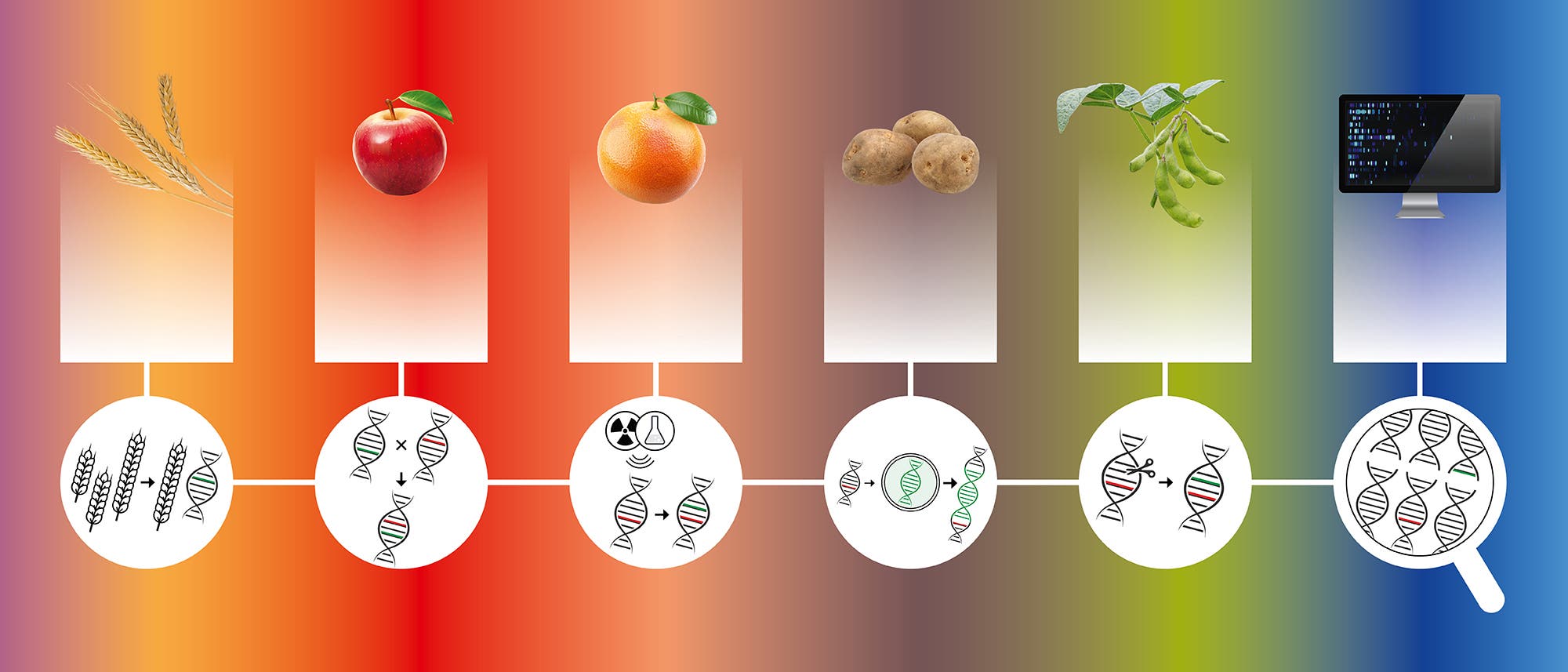 Eine Illustration zeigt den Prozess der genetischen Modifikation von Pflanzen. Von links nach rechts sind Weizen, Apfel, Orange, Kartoffel und Sojabohne abgebildet, gefolgt von einem Computerbildschirm. Unter jedem Bild befindet sich ein Symbol, das DNA-Stränge und genetische Symbole darstellt, die den jeweiligen Modifikationsschritt illustrieren. Der Hintergrund verläuft von Rot zu Blau und symbolisiert den Fortschritt der Technologie.
