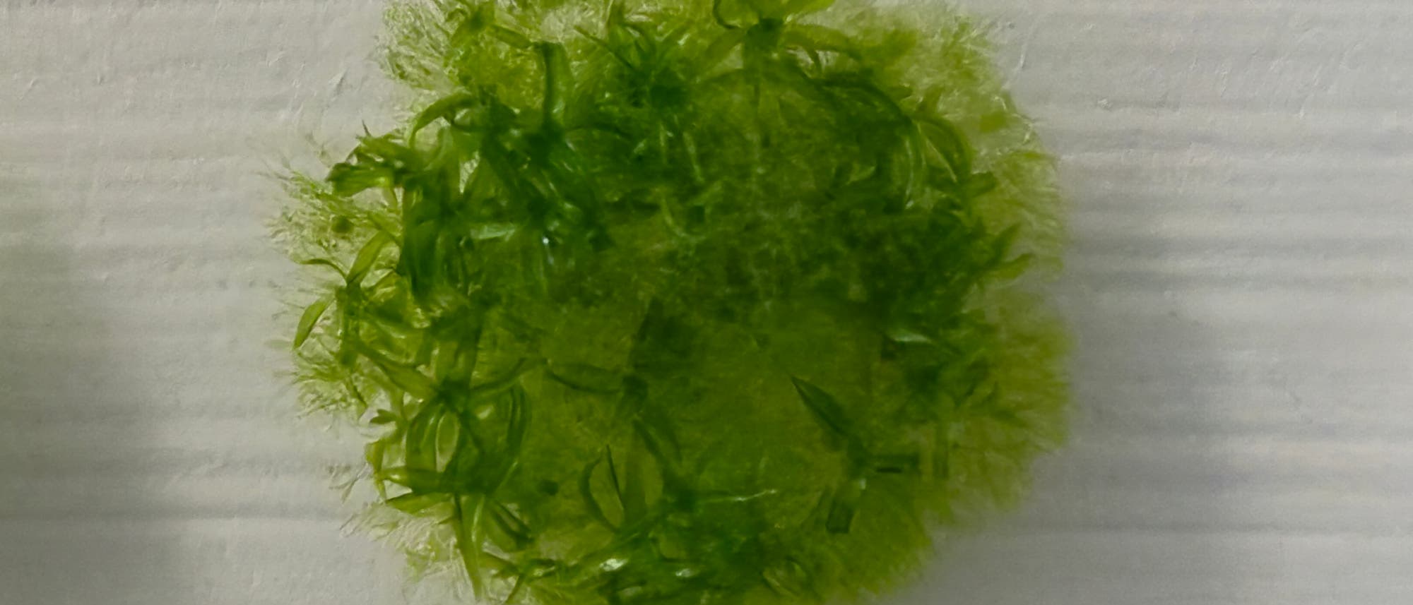 Una fotografía macro de un musgo que muestra una etapa de esporofito joven. Las hojas verdes y lanceoladas rodean una estructura central redonda que representa el esporofito. La superficie de las hojas está cubierta de pequeñas gotas brillantes que indican humedad. El fondo está borroso, lo que llama la atención sobre la planta.