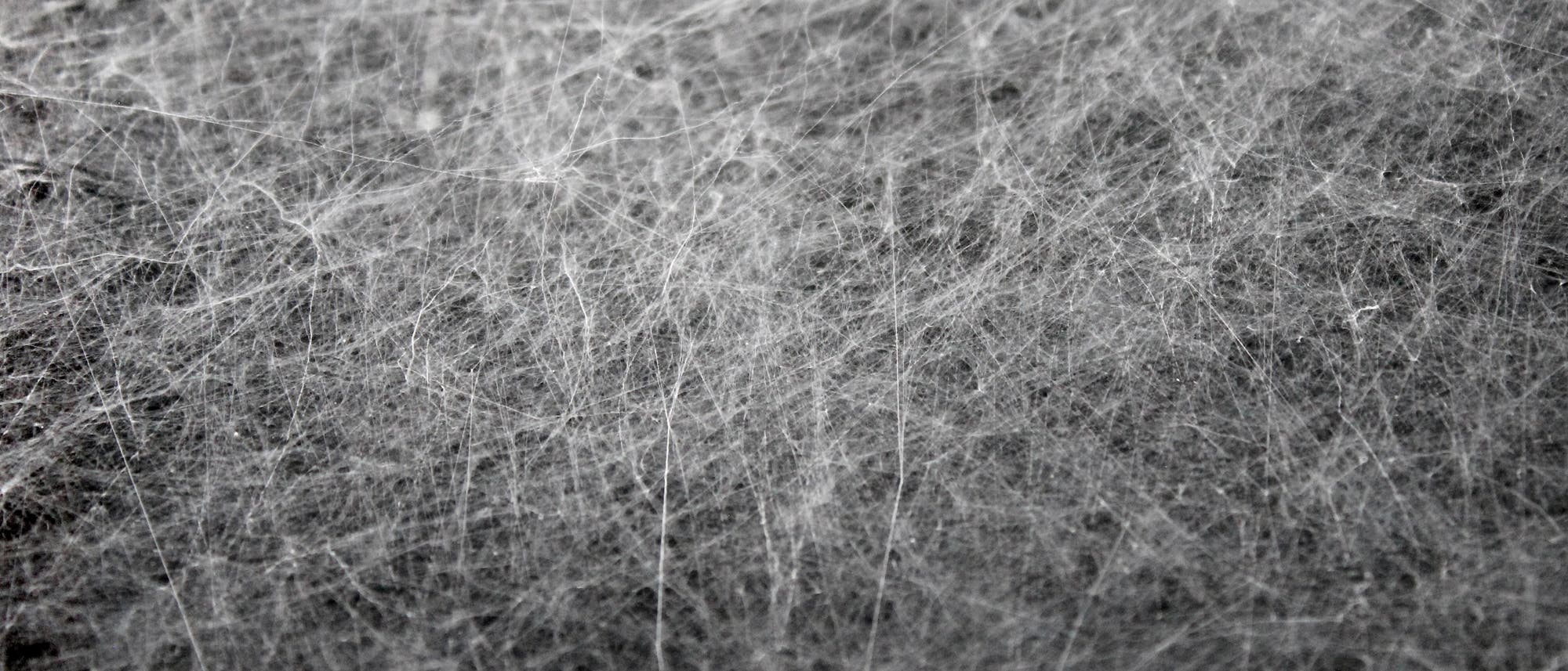Riesige Spinnennetze hüllen die Landschaft um Launceston ein. (Symboldbild)