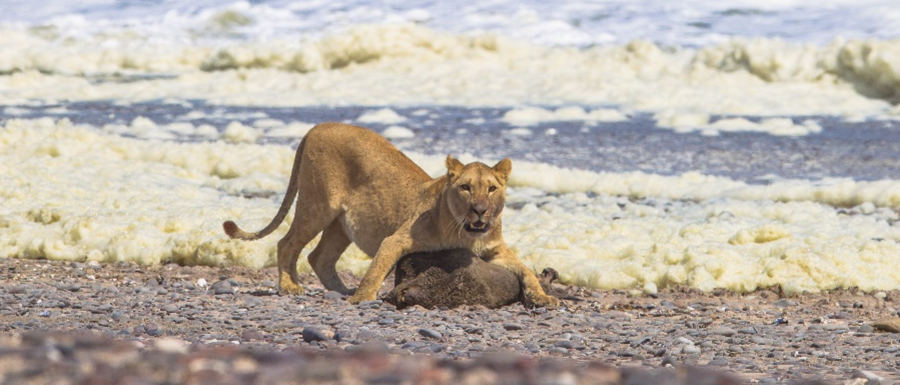 Eine Löwin erlegt einen Seebären in Namibia