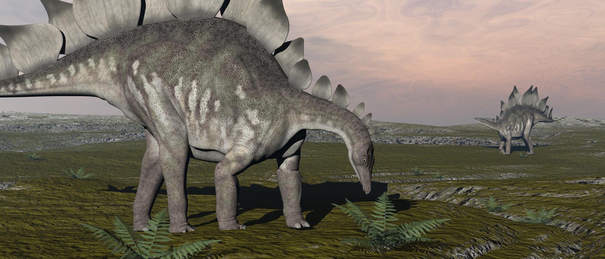 Stegosaurus Illustration 