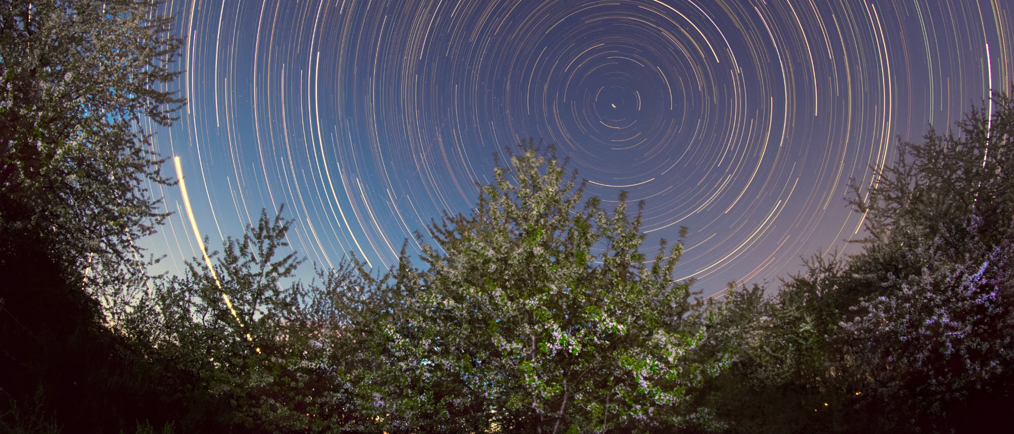 Cerezos en flor bajo el cielo estrellado