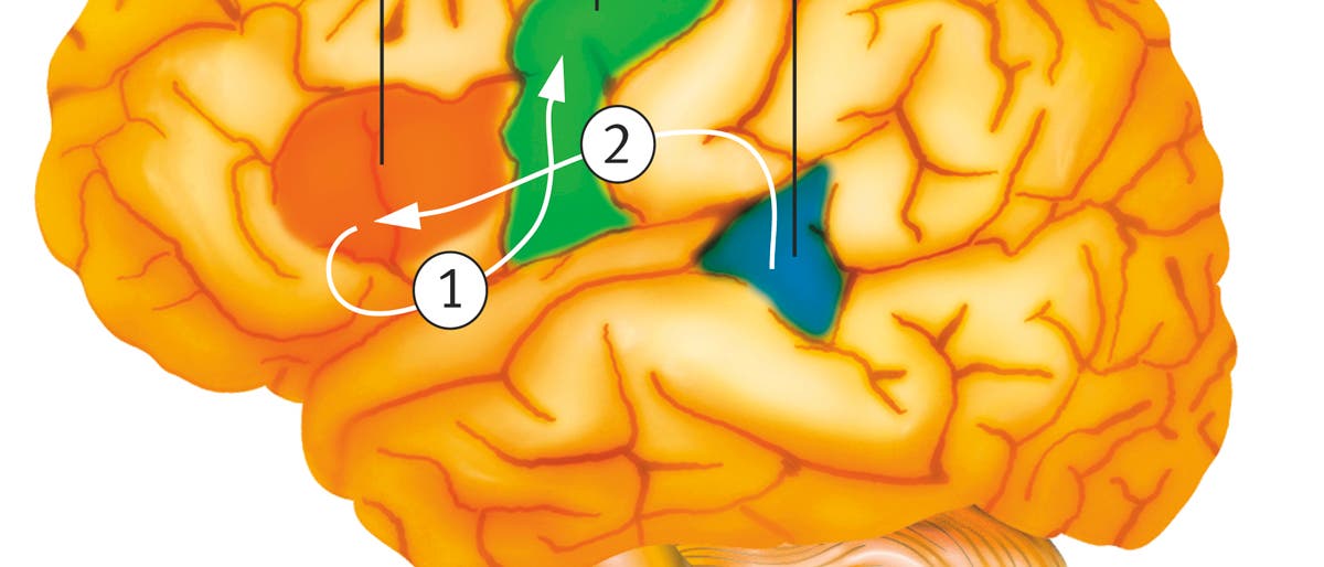 Zeichnung des Gehirns mit Broca-Areal und Wernicke-Areal