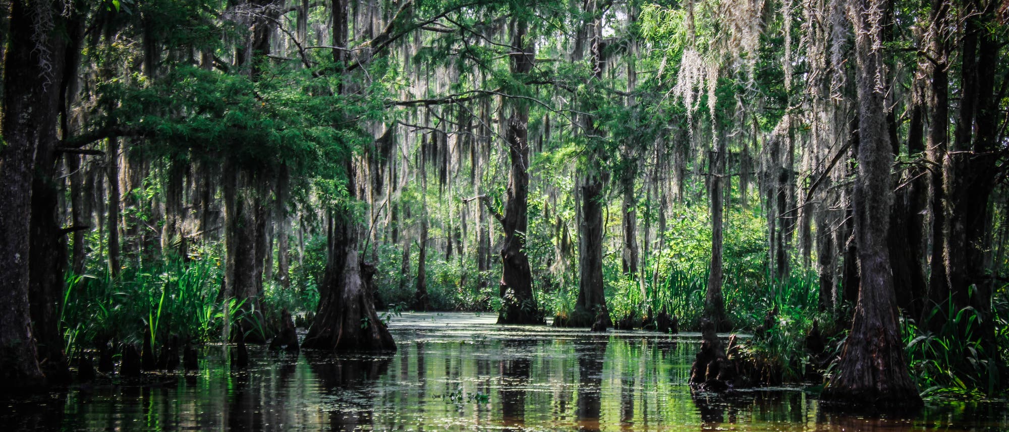 Sumpfeiben in Louisiana