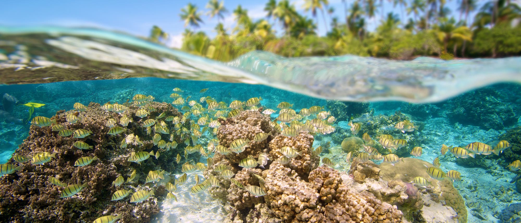 Korallenriff im Südpazifik