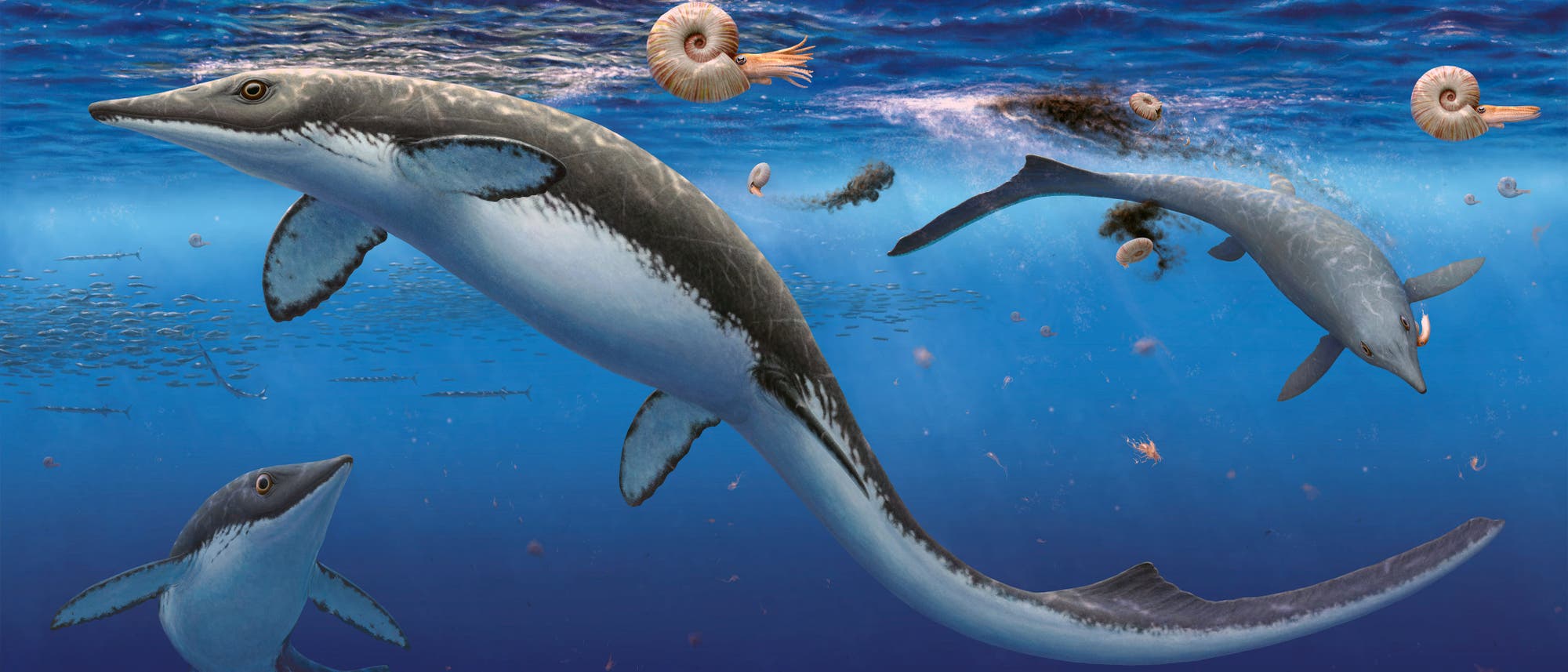 Eine künstlerische Darstellung einer Unterwasserszene mit prähistorischen Meereslebewesen. Im Vordergrund schwimmt ein großer, reptilienartiger Meeresbewohner mit Flossen und einem langen Schwanz. Um ihn herum sind mehrere Ammoniten mit spiralförmigen Schalen zu sehen. Der Hintergrund zeigt einen blauen Ozean mit weiteren Meeresbewohnern und kleinen Fischschwärmen. Die Szene vermittelt ein Gefühl von Bewegung und Lebendigkeit in einer urzeitlichen Meeresumgebung.