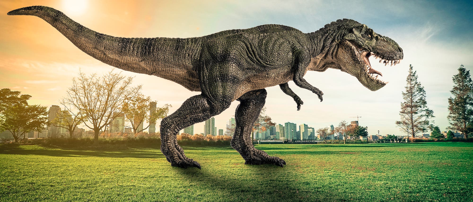 Rex tyrannosaurus 10 Facts