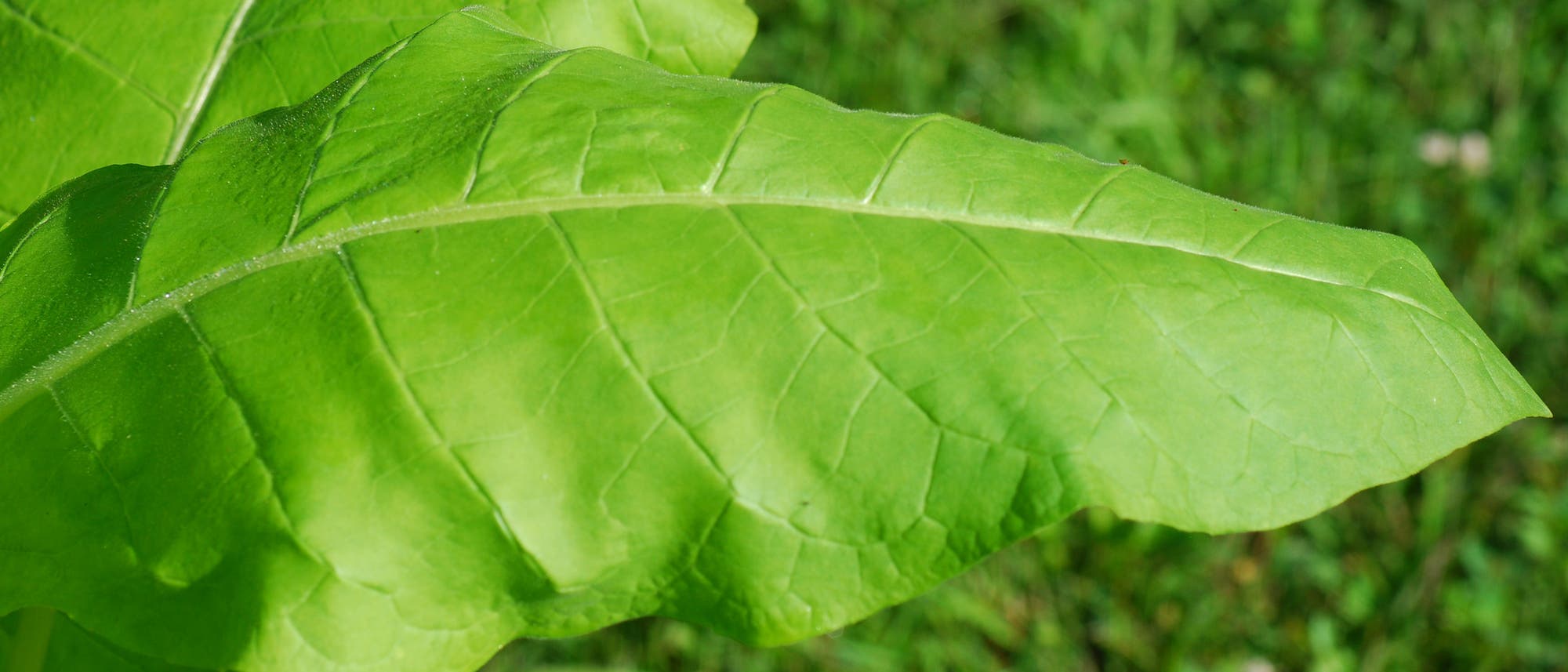 Blatt der Tabakpflanze