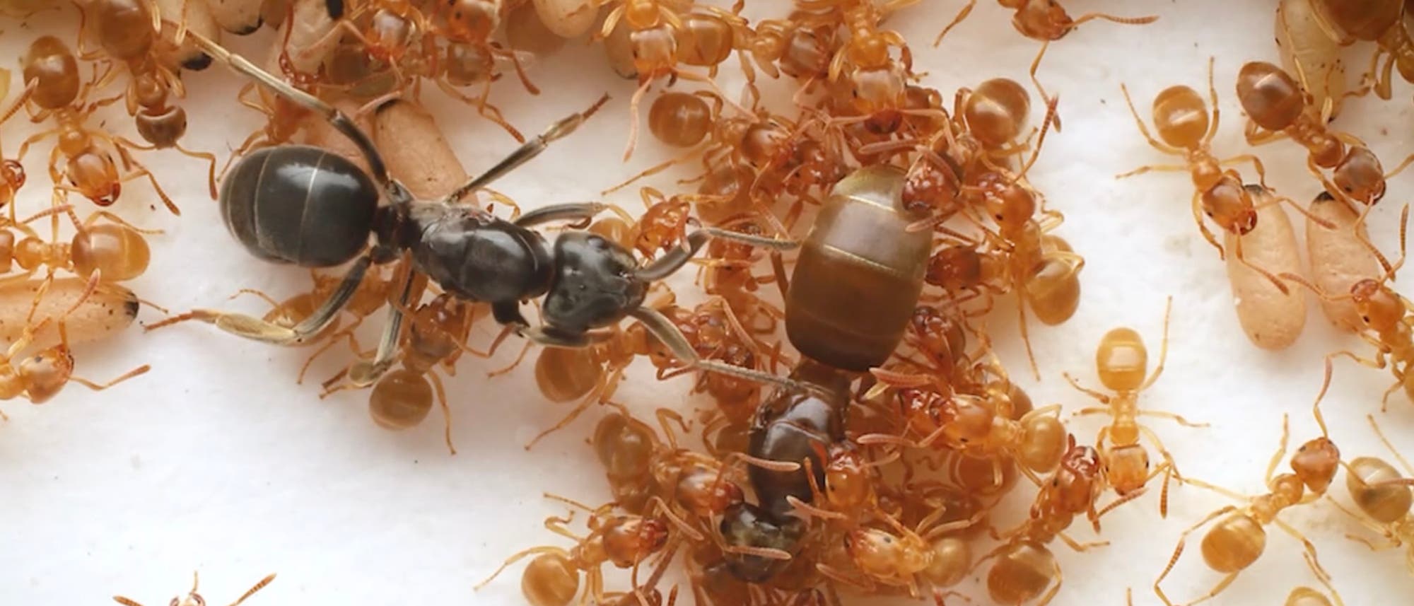 Eine Nahaufnahme einer Ameisenkolonie auf einem weißen Hintergrund. In der Mitte befindet sich eine größere, dunkle Ameise und eine helle größere Ameise, umgeben von zahlreichen kleineren, hellbraunen Ameisen. Einige Ameisen tragen Eier oder Larven. Die Szene zeigt das geschäftige Treiben und die Interaktion innerhalb der Kolonie.