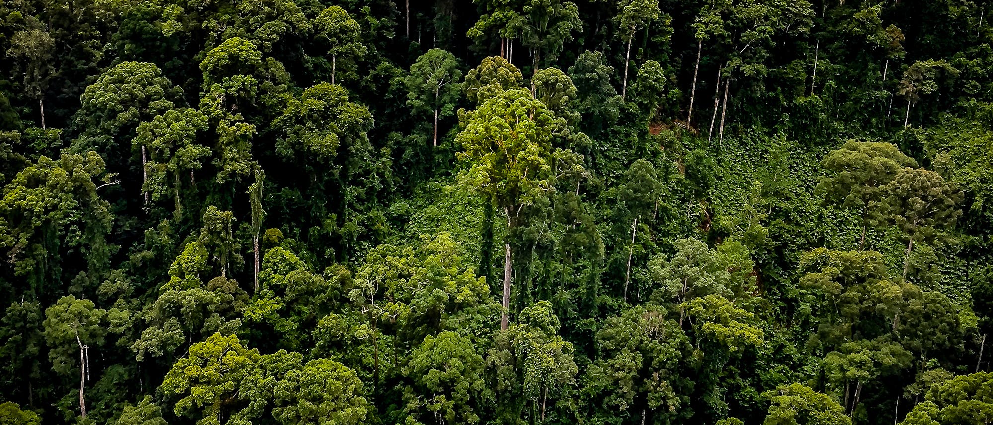 Der Baum in der Bildmitte ist über 90 Meter hoch - der höchste bislang bekannte Regenwaldbaum