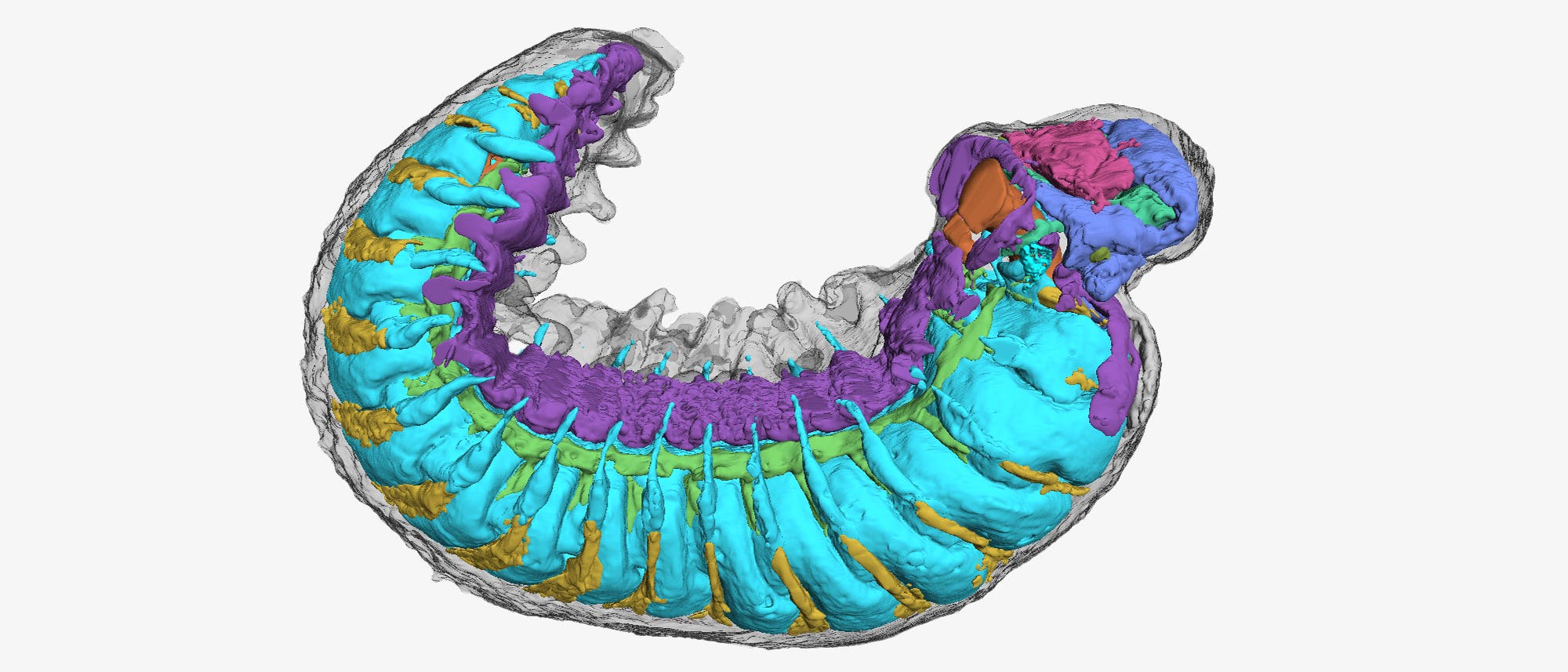 Innenansicht des Fossils von Youti yuanshi aus dem Kambrium: In verschiedenen Farben sind Organe dargestellt. Hellblau: Periviszeralhöhle. Rot: Teil des Herzens. Gelb: Verdauungsdrüsen. Orange: Darm. Grün: Venen. Violett: perineurale Höhle mit Nervenstrang sowie periphere Höhle. Dunkelblau: Gehirn.