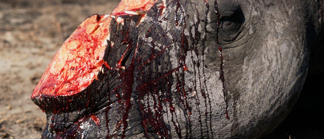 Abgeschlachtetes Nashorn