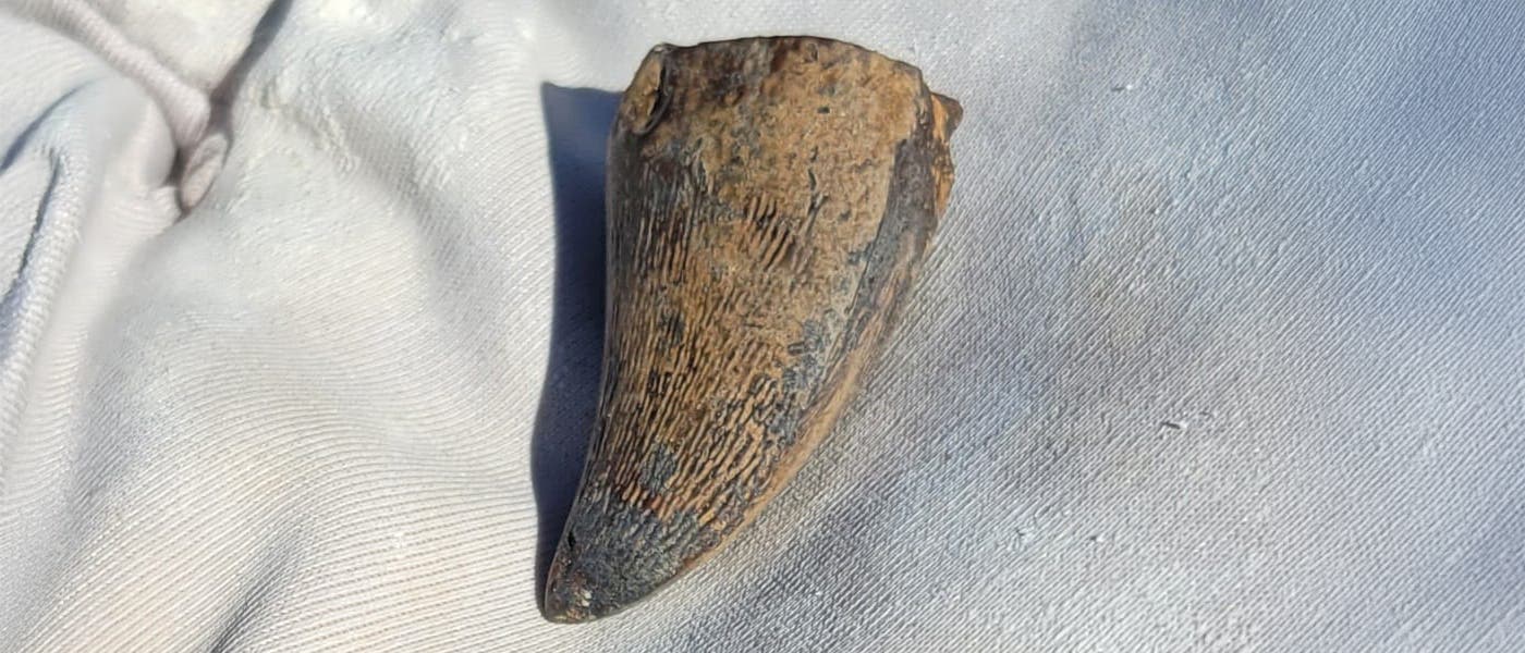 Ein fossiler Zahn liegt auf einem weißen Stoff. Der Zahn ist braun und zeigt deutliche Verwitterungsspuren. Die Oberfläche des Zahns ist geriffelt und weist eine konische Form auf. Der weiße Stoff im Hintergrund hebt den Zahn hervor und bietet einen Kontrast zu seiner dunkleren Farbe.