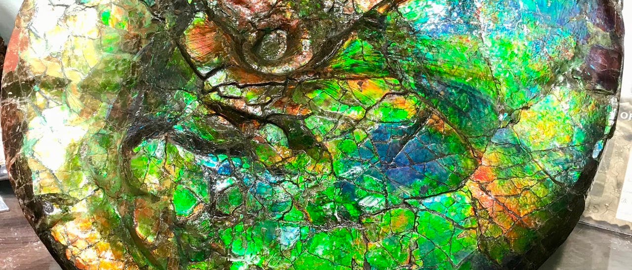 Ein fossiler Ammonit, der in schillernden Farben von Gr&uuml;n, Blau und Orange leuchtet, pr&auml;sentiert sich auf einem Holzst&auml;nder. Die Oberfl&auml;che des Fossils zeigt ein mosaikartiges Muster, das durch die nat&uuml;rliche Mineralisierung entstanden ist. Das Fossil ist in einem Ausstellungsraum platziert.