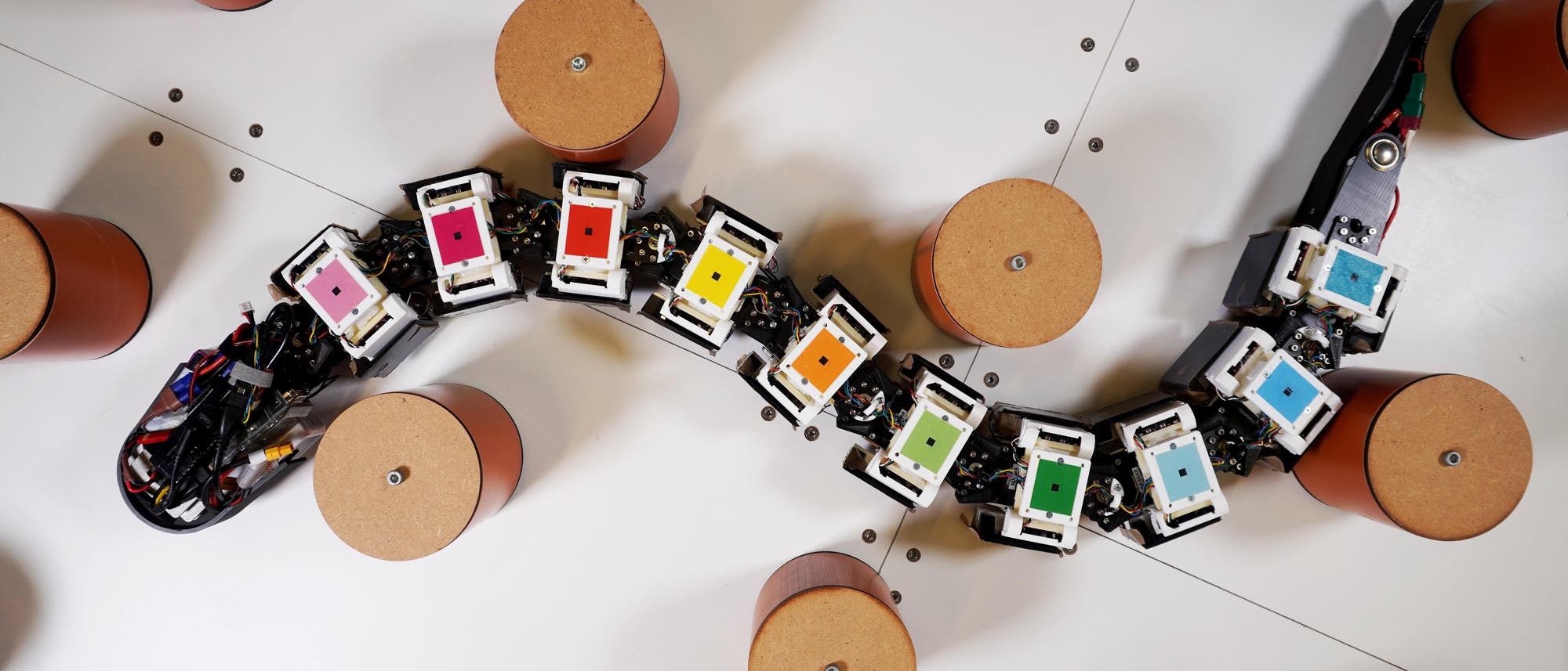 Ein modularer Roboter, der einer Schlange &auml;hnelt, bewegt sich durch eine Anordnung von zylinderf&ouml;rmigen Hindernissen. Der Roboter besteht aus mehreren Segmenten, die jeweils mit einem farbigen Quadrat markiert sind, darunter Farben wie Pink, Rot, Gelb, Gr&uuml;n und Blau. Die Szene zeigt die Flexibilit&auml;t und Anpassungsf&auml;higkeit des Roboters in einer kontrollierten Umgebung.