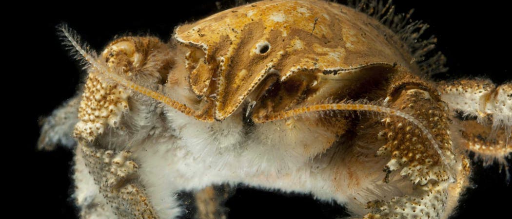 Eine Krabbe, die behaart ist wie David Hasselhoff