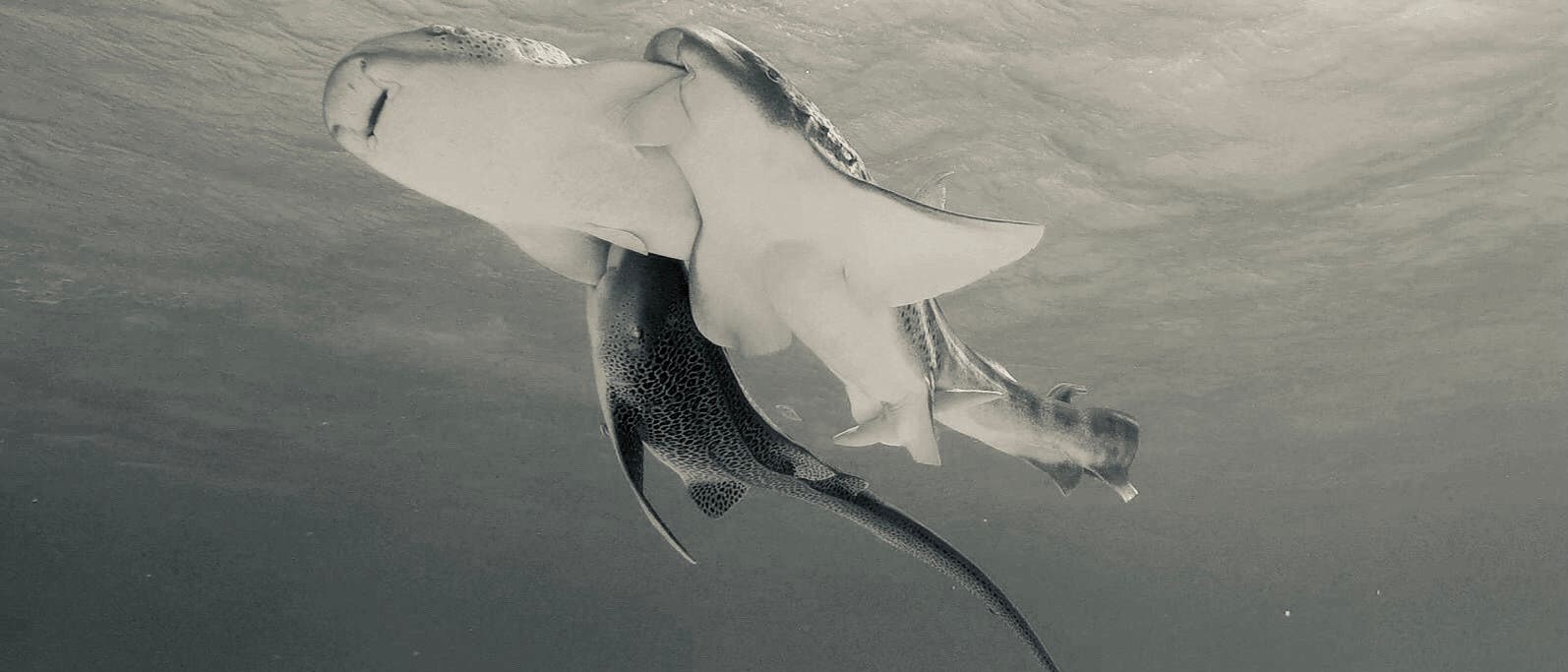 Unterwasseraufnahme von drei Leopardenhaien, die sich im offenen Meer bewegen. Das Weibchen ist in der Mitte, die beiden Männchen halten sich an je eine Brustflosse des Weibchens fest.