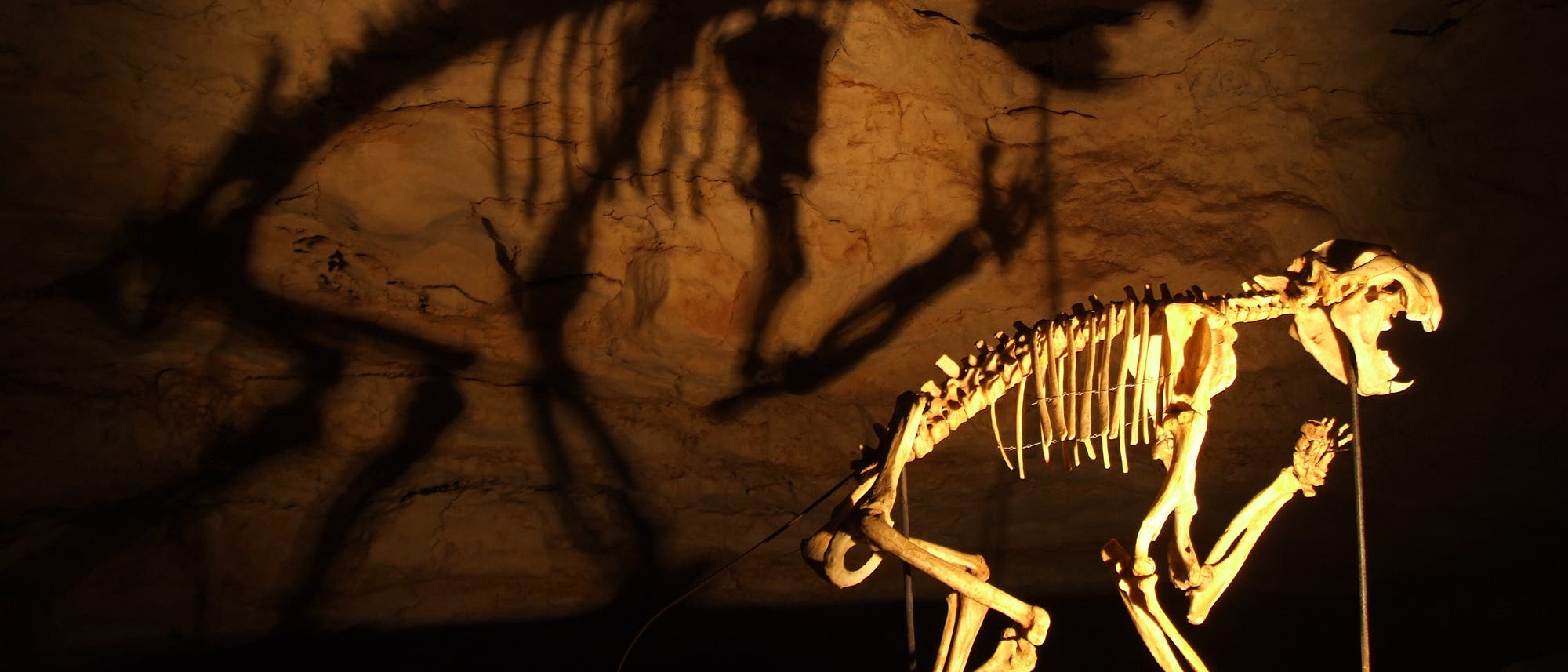 Skelett des Beutellöwen in der Victoria Fossil Cave, Naracoorte Caves National Park, Australien