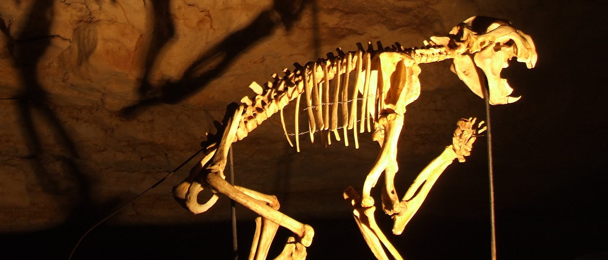 Skelett des Beutellöwen Thylacoleo carnifex