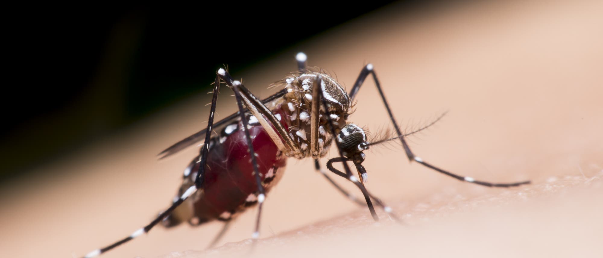 Eine Asiatische Tigermücke (Aedes aegypti) saugt sich an einem menschlichen Arm mit Blut voll.