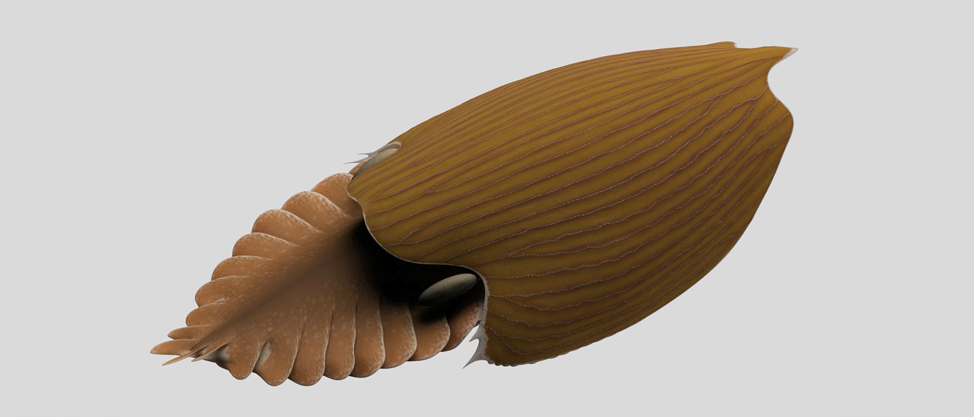 Rekonstruktion des kambrischen Meeresräubers Titanokorys gainesi.