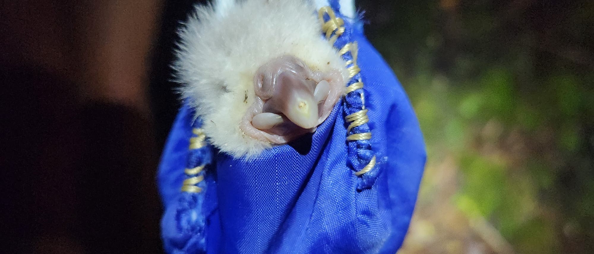 Eine Person h&auml;lt einen kleinen, flauschigen Vogel in einem blauen Stoffbeutel. Der Vogel schaut aus dem Beutel heraus. Die Szene ist bei schwachem Licht aufgenommen, m&ouml;glicherweise im Freien. Der Hintergrund ist unscharf und dunkel, was auf eine n&auml;chtliche Umgebung hindeutet.