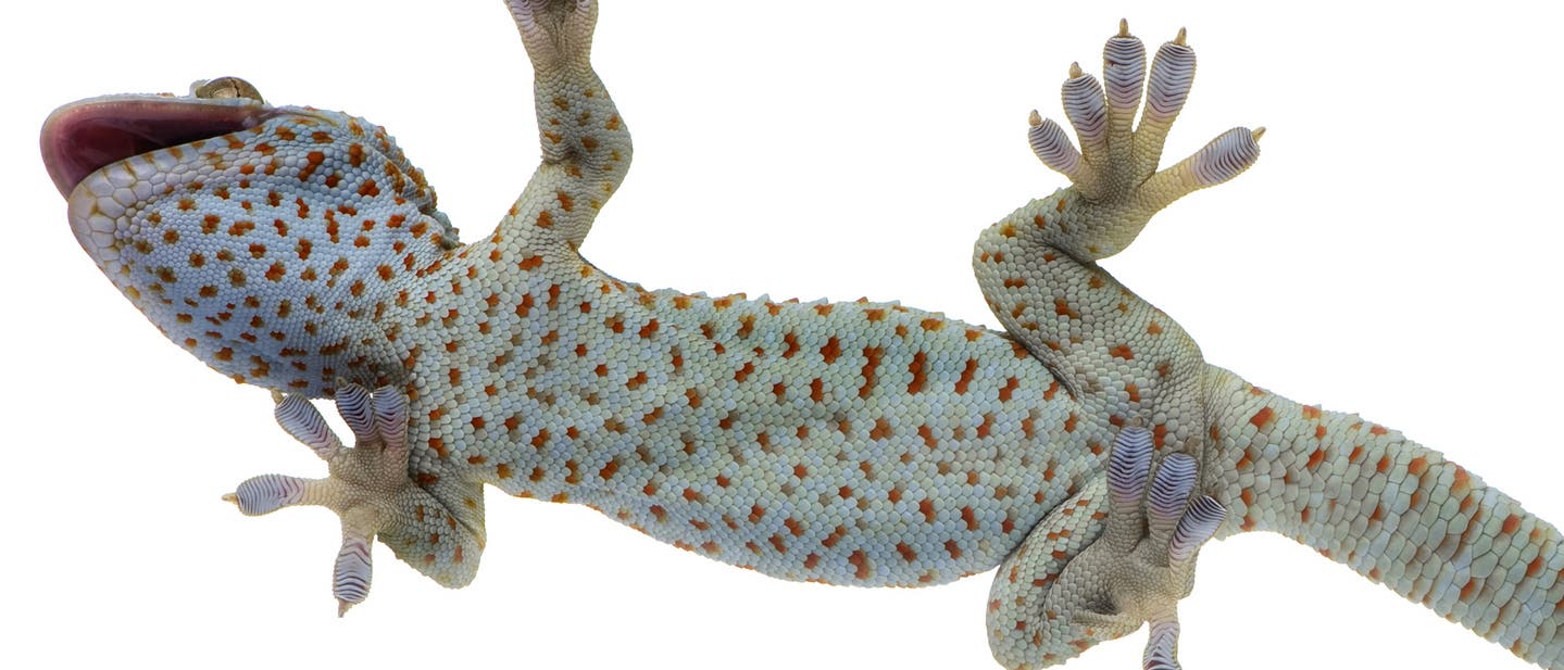 Gecko von unten
