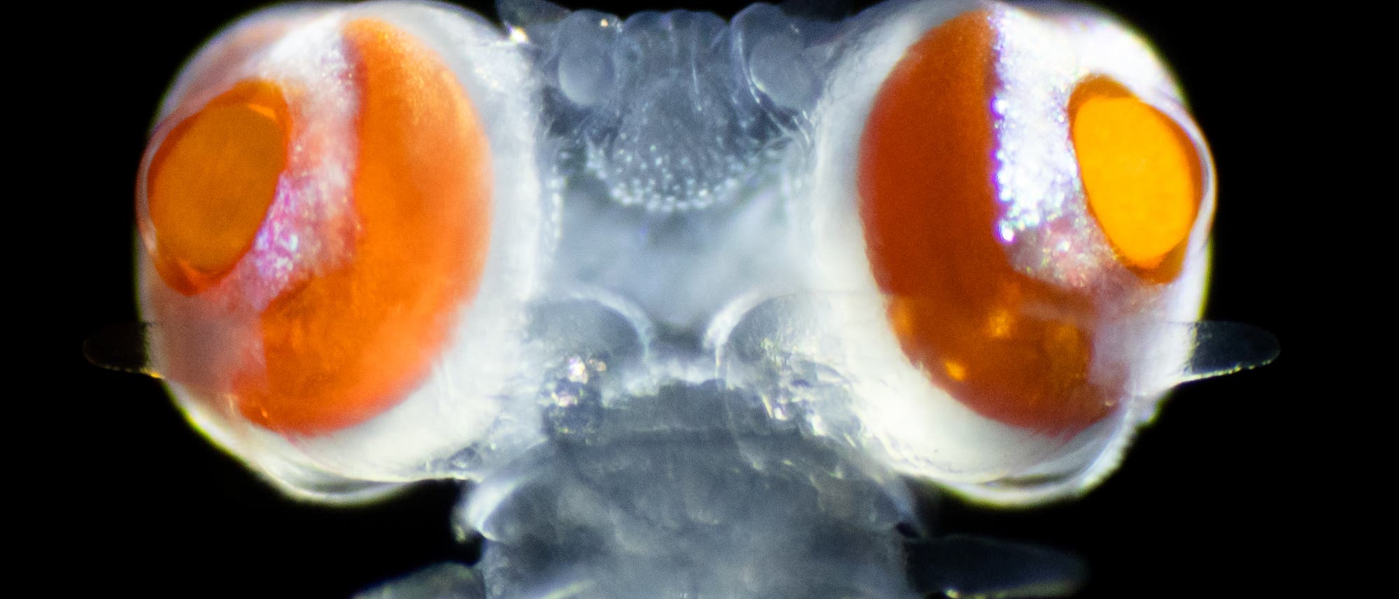 Ringelwurm der Art Torrea candida mit seinen riesigen Augen