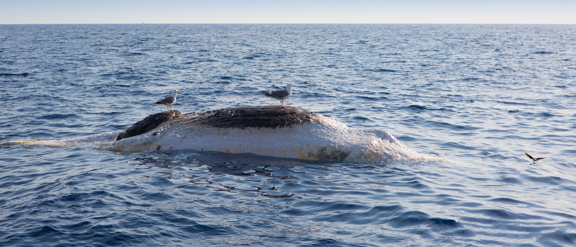 Möwen sitzen auf einem toten Wal