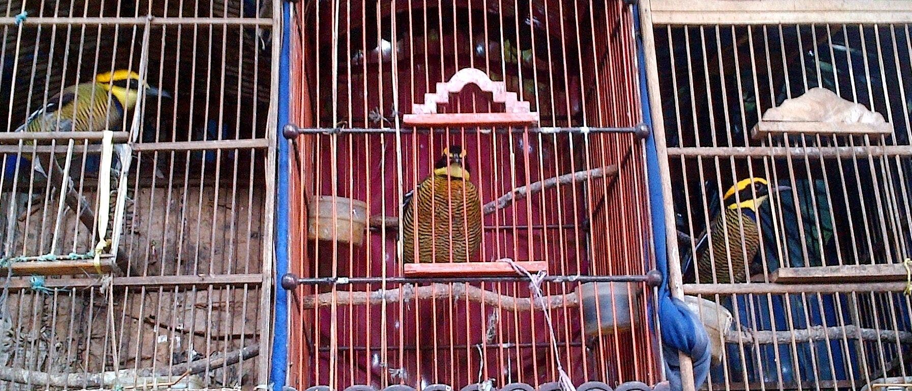 In Indonesien leben immer mehr Vögel in Gefangenschaft.
