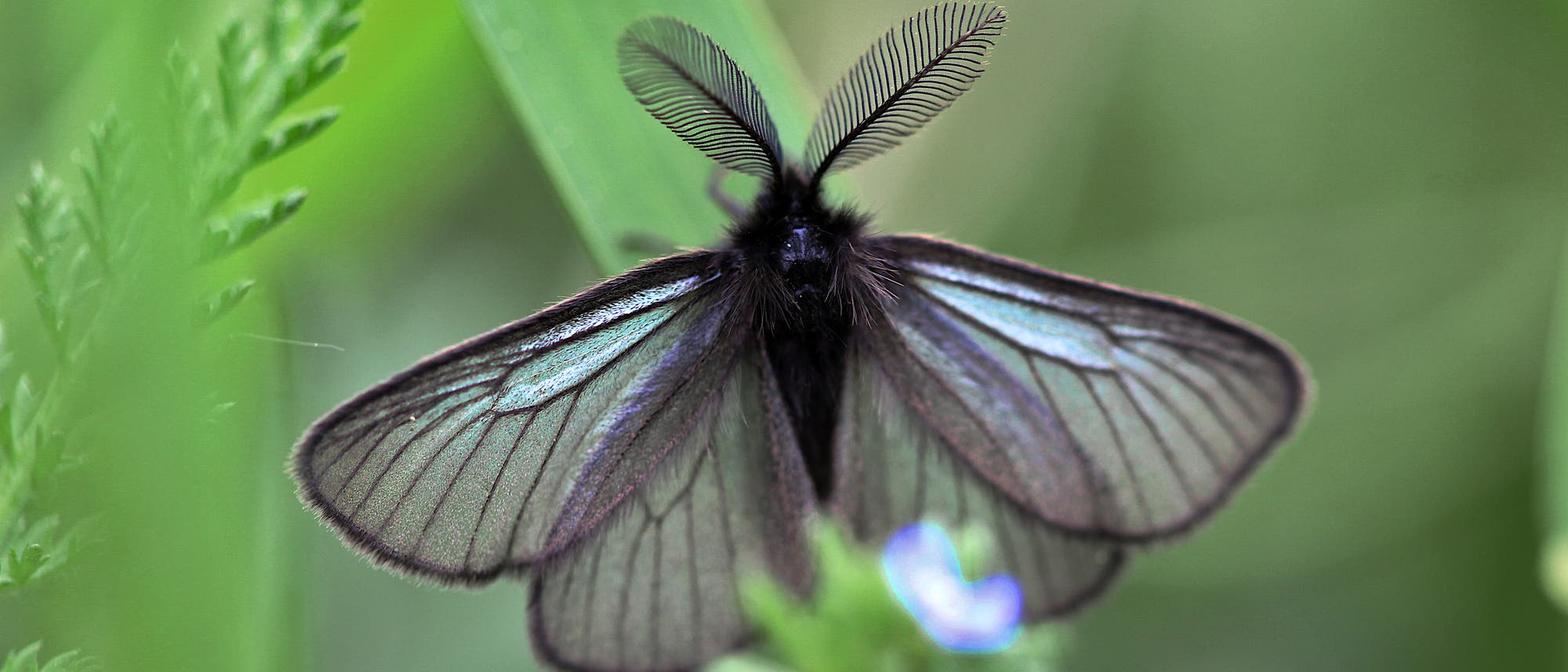 Ein schwarzer Schmetterling mit durchscheinenden Flügeln sitzt auf einem grünen Blatt. Die Flügel zeigen feine Adern, und die Umgebung ist unscharf mit weiteren grünen Blättern im Hintergrund. Der Fokus liegt auf den Details des Schmetterlings, insbesondere den fächerförmigen Antennen.
