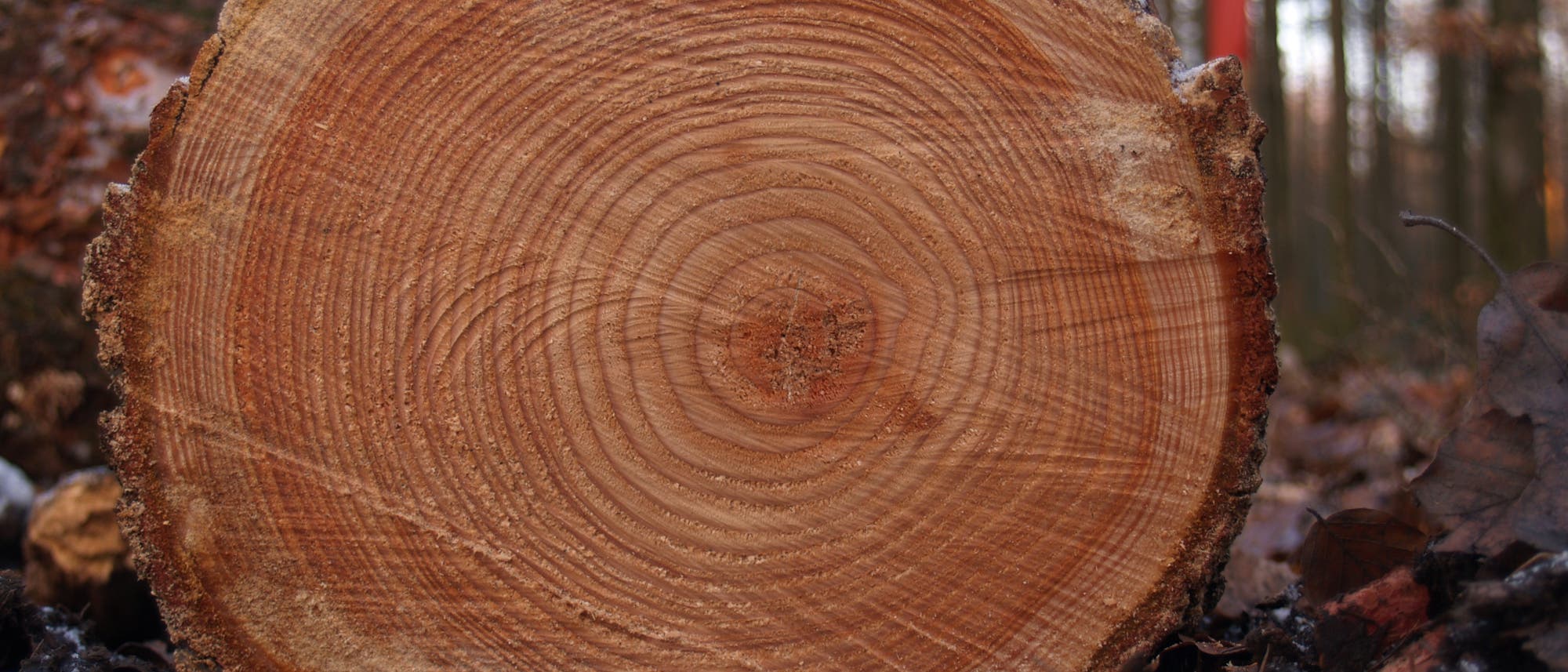 Ein Querschnitt eines Baumstamms liegt auf dem Waldboden. Die Jahresringe sind deutlich sichtbar und zeigen das Wachstum des Baumes über die Jahre. Im Hintergrund sind unscharf Bäume und Laub zu erkennen, was auf eine herbstliche oder winterliche Waldumgebung hindeutet. Ein Querschnitt eines Baumstamms liegt auf dem Waldboden. Die Jahresringe sind deutlich sichtbar und zeigen das Wachstum des Baumes über die Jahre. Im Hintergrund sind unscharf Bäume und Laub zu erkennen, was auf eine herbstliche oder winterliche Waldumgebung hindeutet.