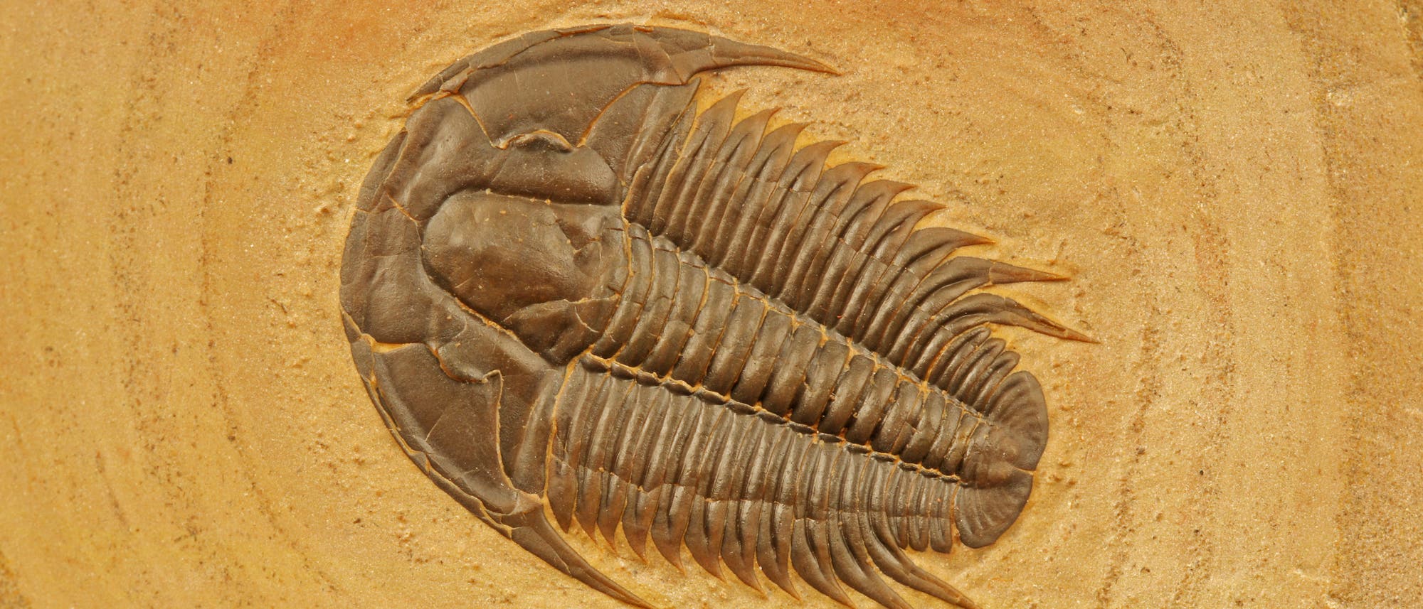 Trilobit aus dem Kambrium