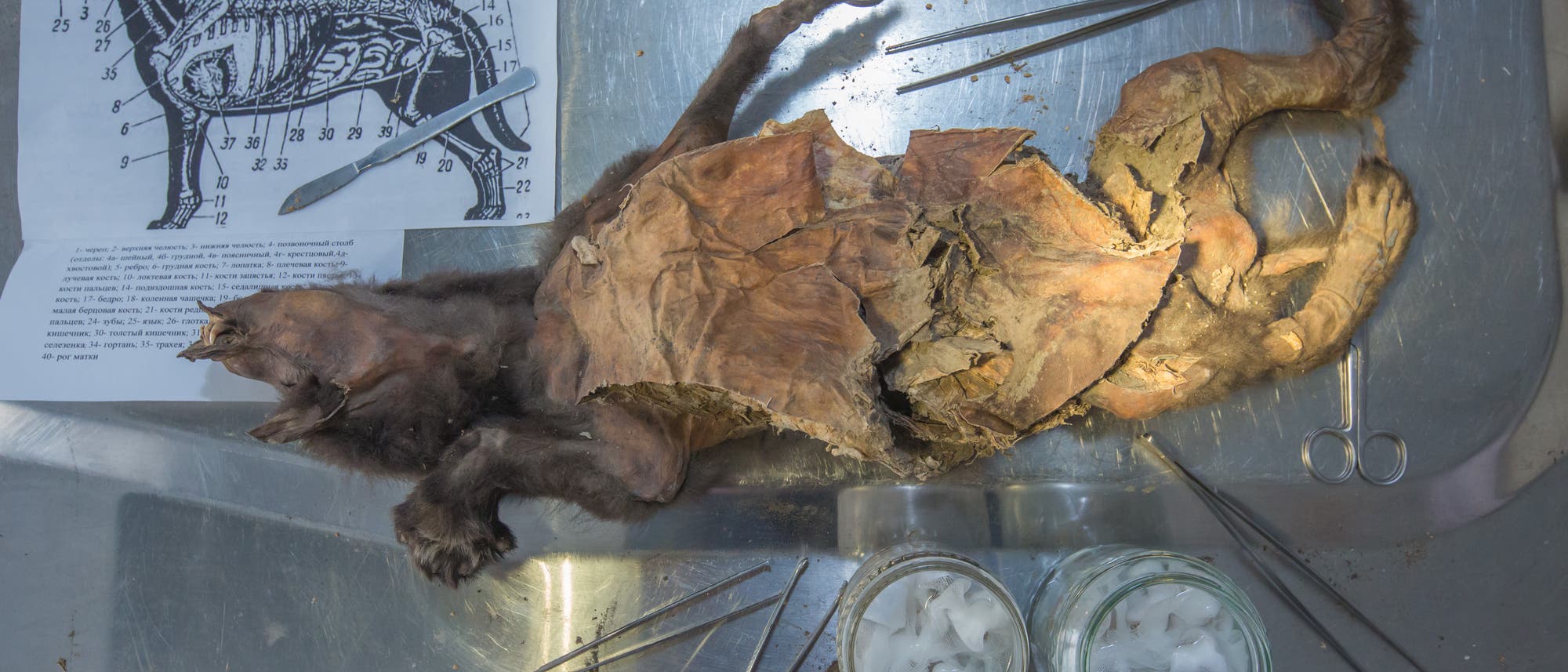 Ein pr&auml;pariertes Tier liegt auf einem Metalltisch, umgeben von verschiedenen Werkzeugen wie Pinzetten und Scheren. Daneben befindet sich ein anatomisches Diagramm eines Hundes, das verschiedene K&ouml;rperteile nummeriert zeigt. Zwei Gl&auml;ser mit Eisst&uuml;cken stehen ebenfalls auf dem Tisch. Das Bild vermittelt den Eindruck einer wissenschaftlichen Untersuchung oder Pr&auml;paration.