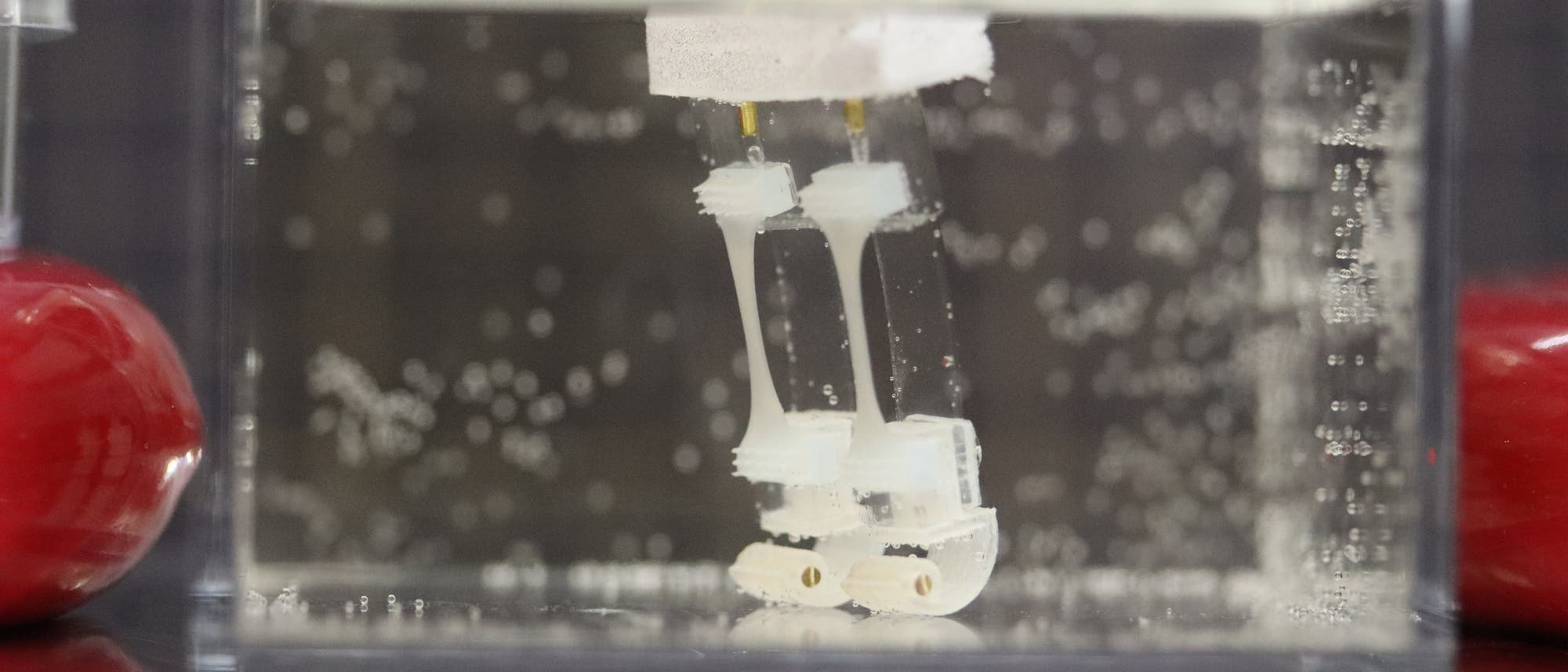 Zwei kleine Roboterbeine aus Silikon stehen aufrecht in Flüssigkeit in einem transparenten Behälter