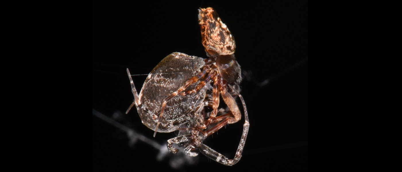 Spinnen der Art Philoponella prominens bei der Fortpflanzung.