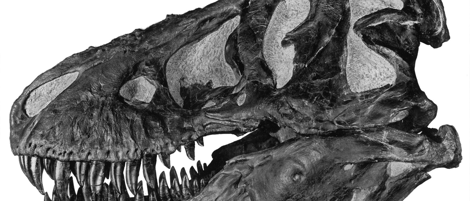 Tyrannosaurus rex ANMH Tyrannosaurus rex ANMH