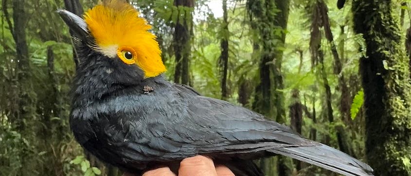 Eine Hand hält einen Gelbschopf-Brillenvanga: Sein Gefider ist mit Ausnahme des oberen, gelben Kopfes schwarz. Im Hintergrund sieht man Regenwald