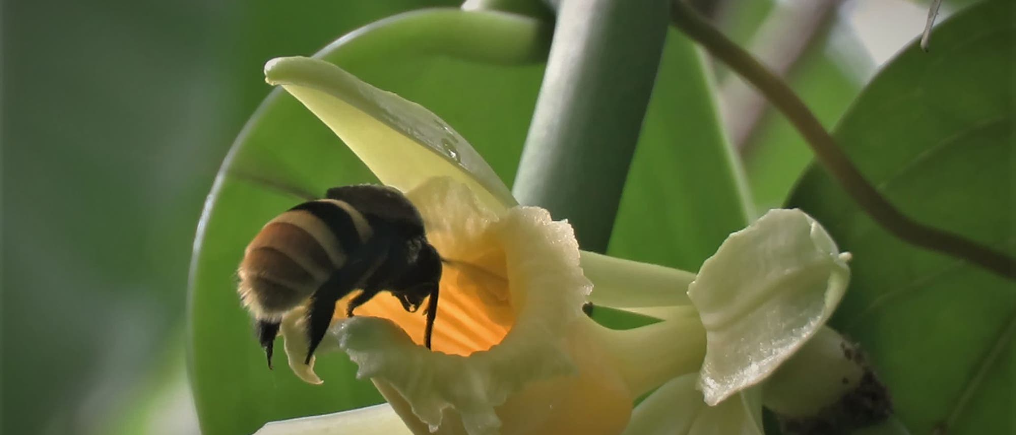 Eine Biene der Art Eulaema cingulata sammelt Nektar aus einer Vanilleblüte, umgeben von grünen Blättern. Eine Biene der Art Eulaema cingulata sammelt Nektar aus einer Vanilleblüte, umgeben von grünen Blättern.
