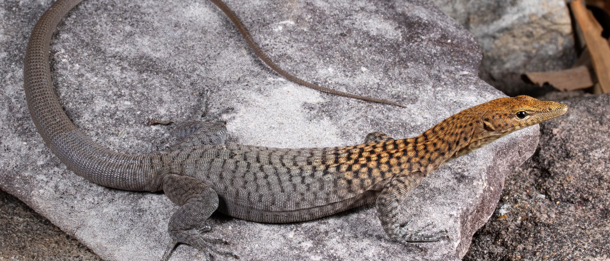 Eine Echse liegt auf einem grauen Felsen. Ihr K&ouml;rper ist lang und schlank, mit einem gemusterten R&uuml;cken in Braunt&ouml;nen. Der Kopf ist leicht erhoben, und die Echse blickt nach rechts. Die Umgebung besteht aus weiteren Felsen und etwas Laub.