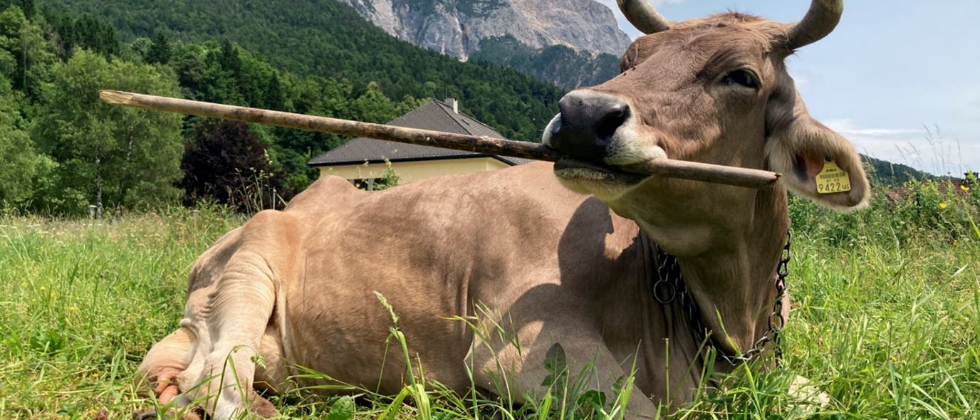 Eine braune Kuh liegt auf einer gr&uuml;nen Wiese und h&auml;lt einen langen Stock im Maul. Im Hintergrund sind bewaldete Berge und ein Haus zu sehen. Der Himmel ist leicht bew&ouml;lkt. 