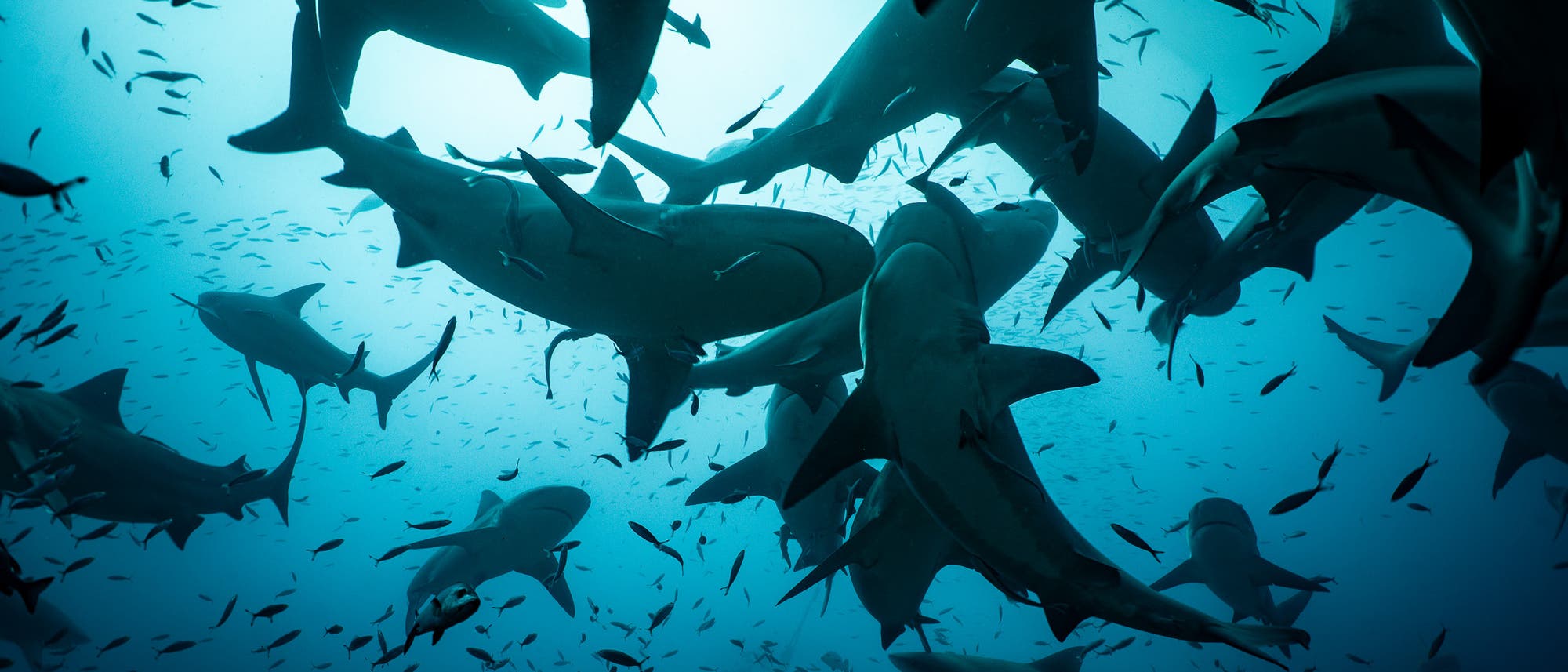 Eine Gruppe von Haien schwimmt in einem dichten Schwarm kleinerer Fische in tiefem, blauem Wasser. Die Haie sind in verschiedenen Positionen und Winkeln zu sehen, was eine dynamische und lebendige Unterwasserszene schafft. Das Licht von oben erzeugt Silhouetten und verst&auml;rkt die dramatische Atmosph&auml;re des Ozeans.