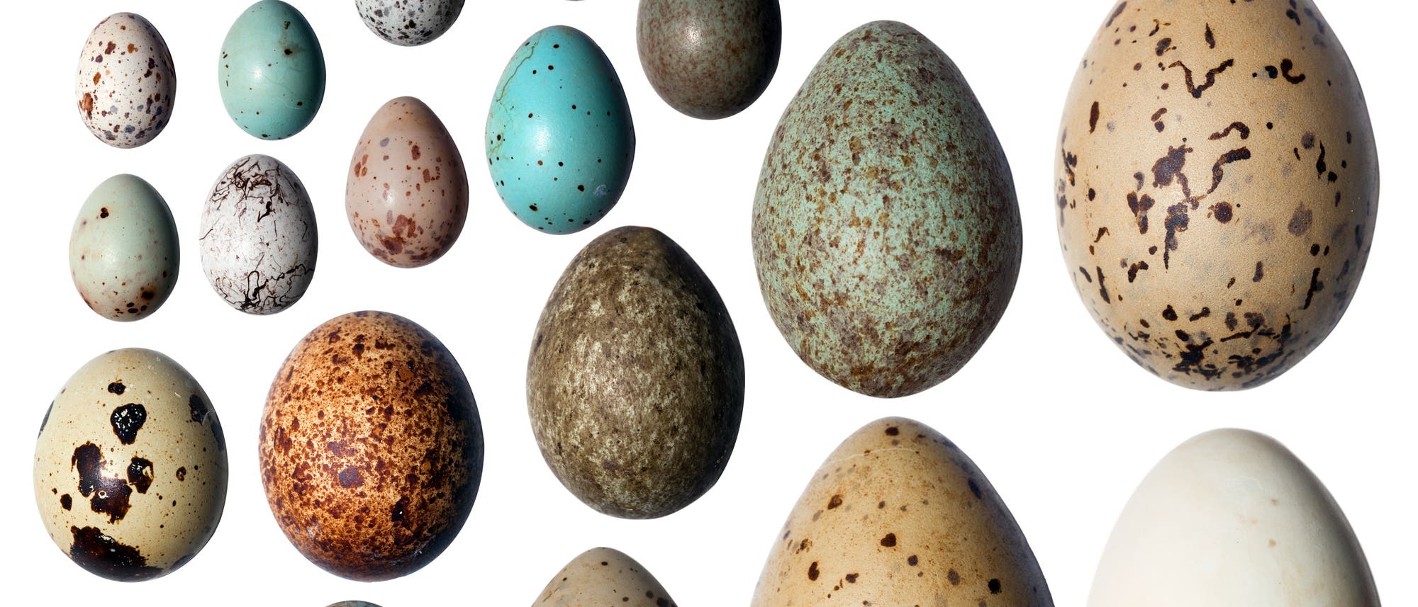 Vogeleier in verschiedenen Farben und Formen