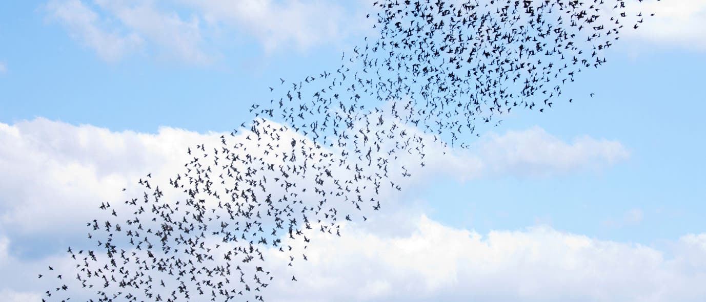 Rätselhafte Koordination in Vogelschwärmen