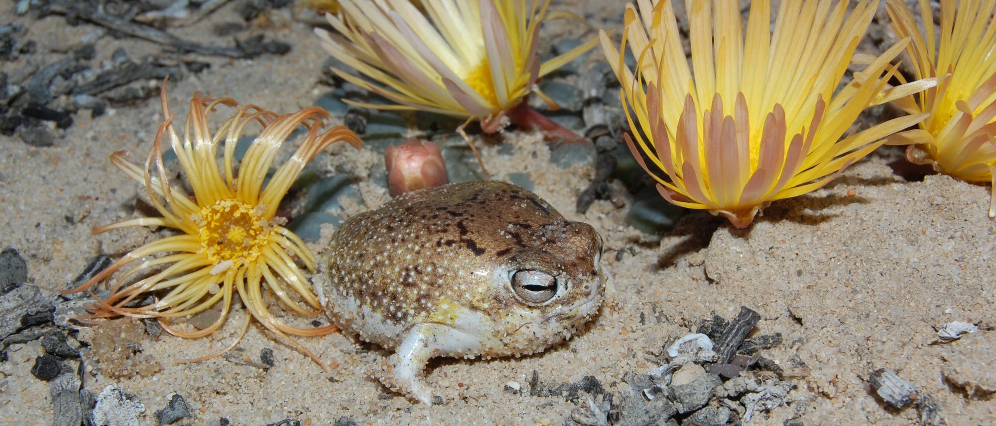 Der kleine, rundliche W&uuml;stenregenfrosch sitzt auf sandigem Boden, umgeben von mehreren gelben, bl&uuml;tenartigen Pflanzen. Er hat eine br&auml;unliche, gesprenkelte Haut. Die Umgebung ist trocken und mit kleinen Zweigen und Steinen bedeckt. Die Szene vermittelt einen Eindruck von einem nat&uuml;rlichen Lebensraum in einer W&uuml;sten- oder Trockenzone.