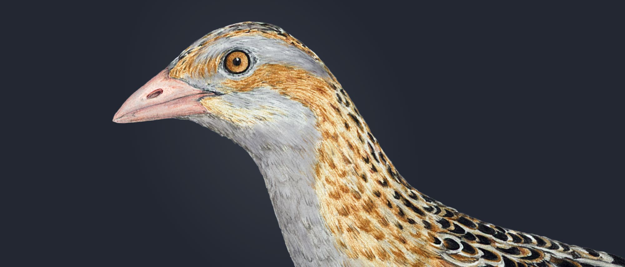 Ein detailliertes Bild eines Wachtelkönigs mit einem markanten, gemusterten Gefieder in Braun-, Grau- und Beigetönen. Der Vogel schaut nach links. Der Wachtelkönig ist bekannt für seine heimliche Lebensweise und seinen charakteristischen Ruf. Ein detailliertes Bild eines Wachtelkönigs mit einem markanten, gemusterten Gefieder in Braun-, Grau- und Beigetönen. Der Vogel schaut nach links. Der Wachtelkönig ist bekannt für seine heimliche Lebensweise und seinen charakteristischen Ruf.