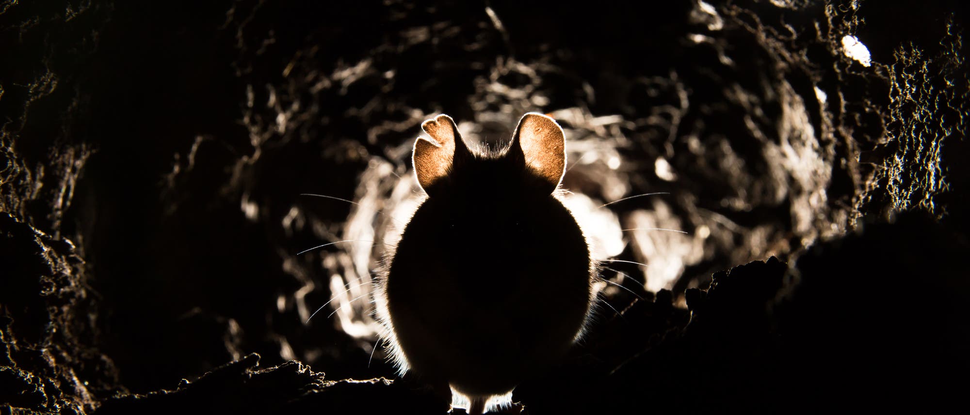 Eine Maus sieht im düsteren Licht zum Fürchten aus
